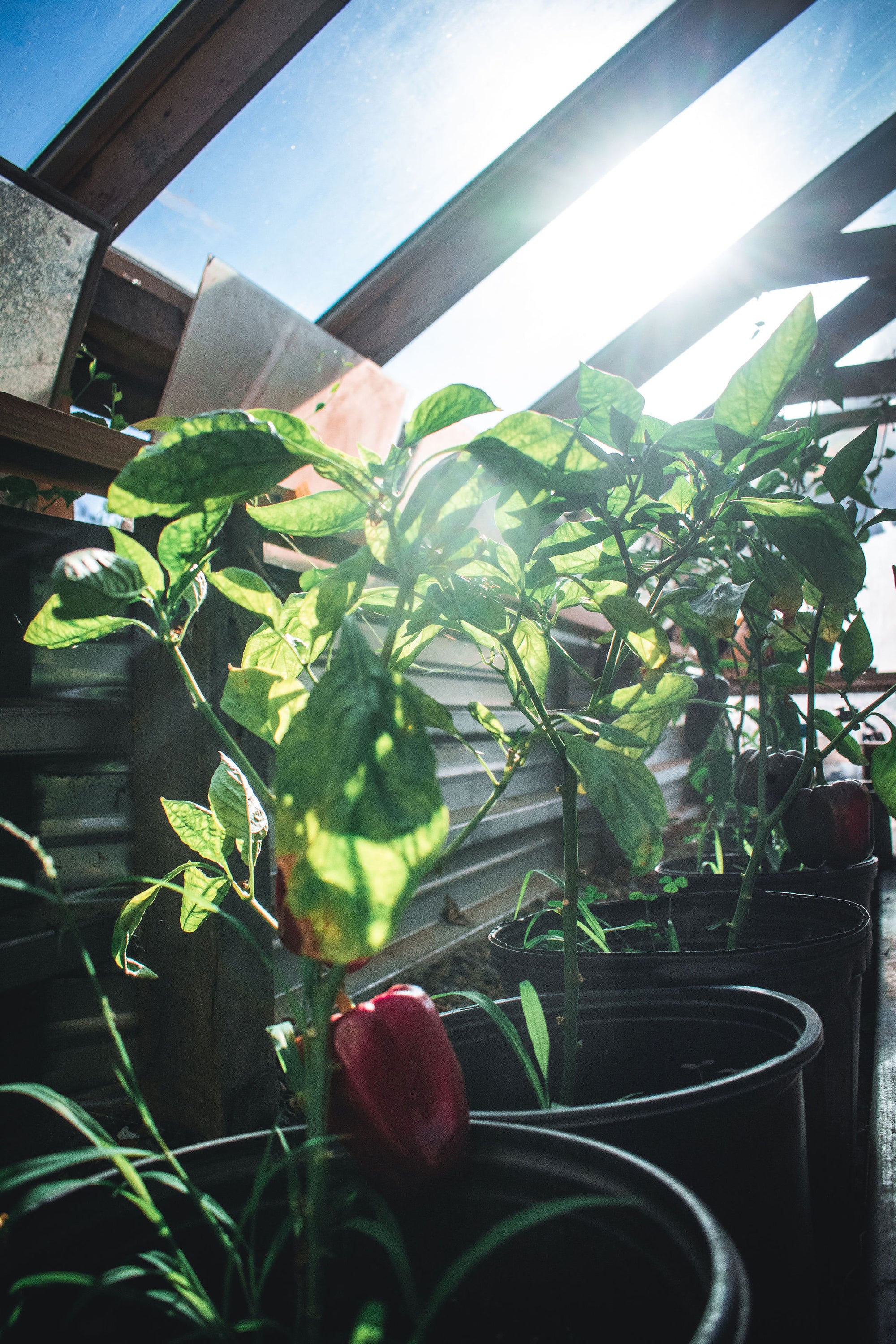 Pepper plants in greenhouse sunlight shining through window
