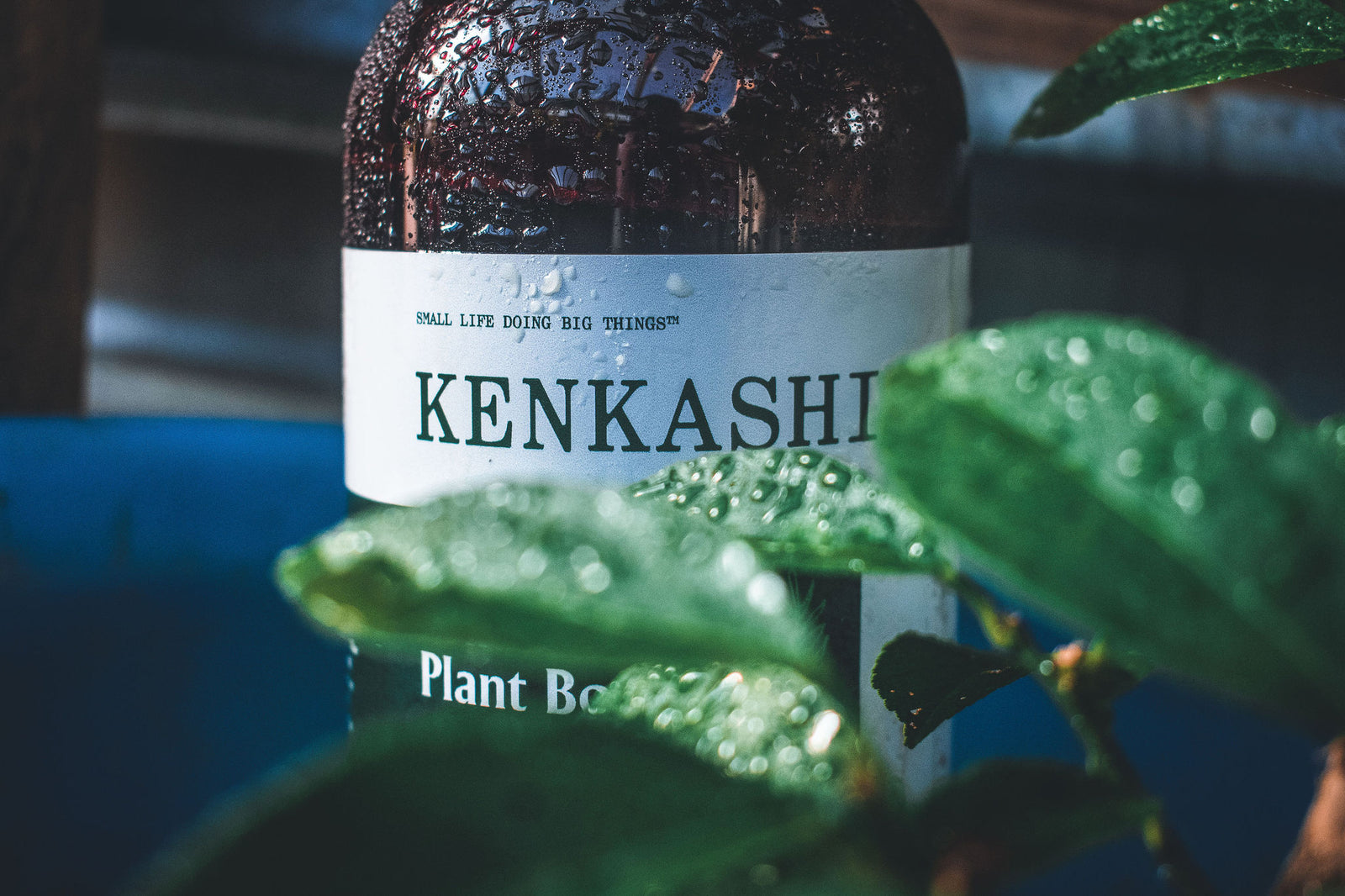 Kenkashi bottle label with water droplets in a potted plants with leaves