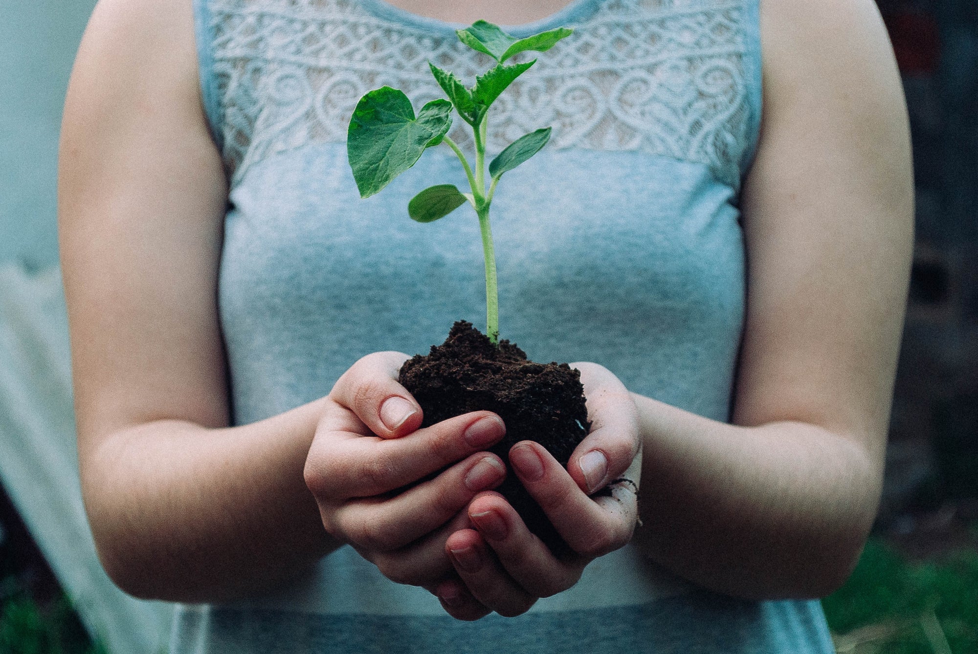 Person holding soil and plant with both hands